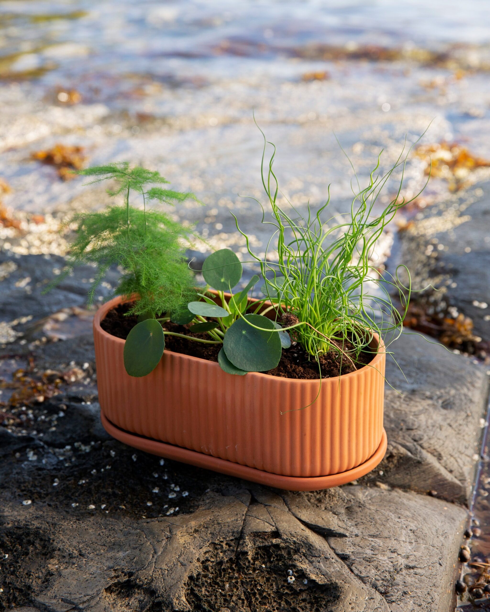 Klorofyll Jardinaire – Natural terracotta, Elementa