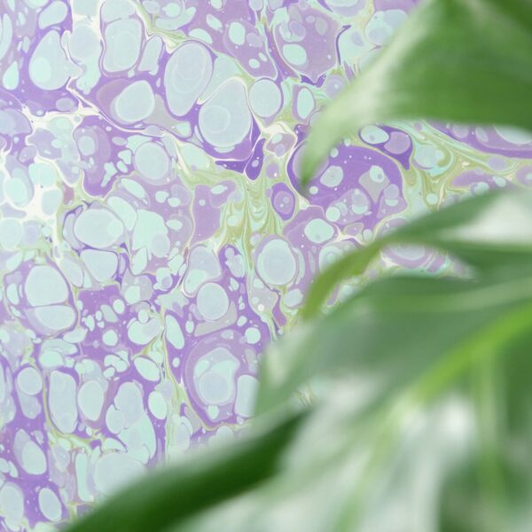 Ficus Artwork, Apen Apen