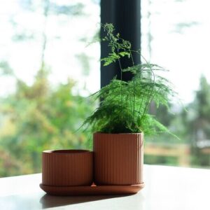 Klorofyll Set 01 natural terracotta, Elementa
