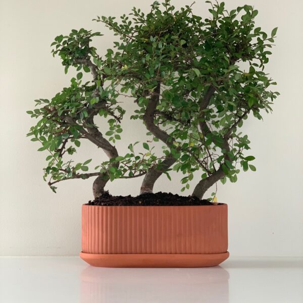 Klorofyll Jardinaire - Natural terracotta, Elementa - Bilde 3