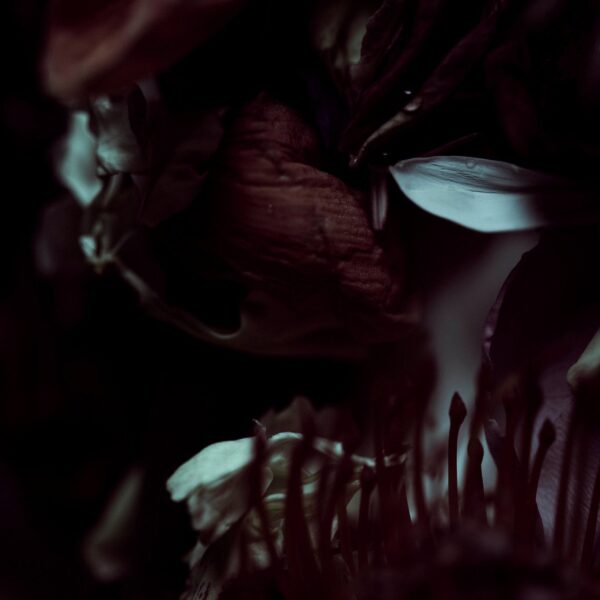 The Bloom of Arduous Clarity n°3, Pernille Sandberg