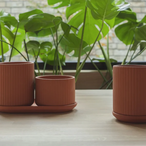 Klorofyll Pot - Bilde 2