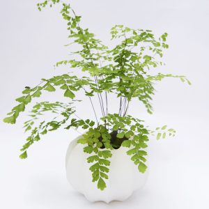 YD-VAYA D125 Vaya 1 vase